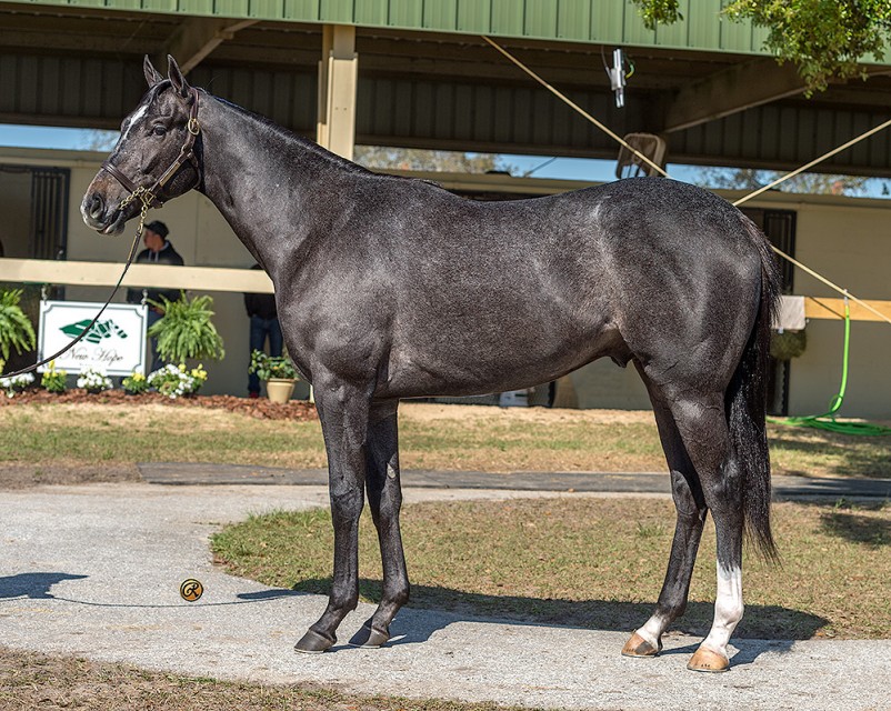 Gunmetal Gray West Point ThoroughbredsWest Point Thoroughbreds