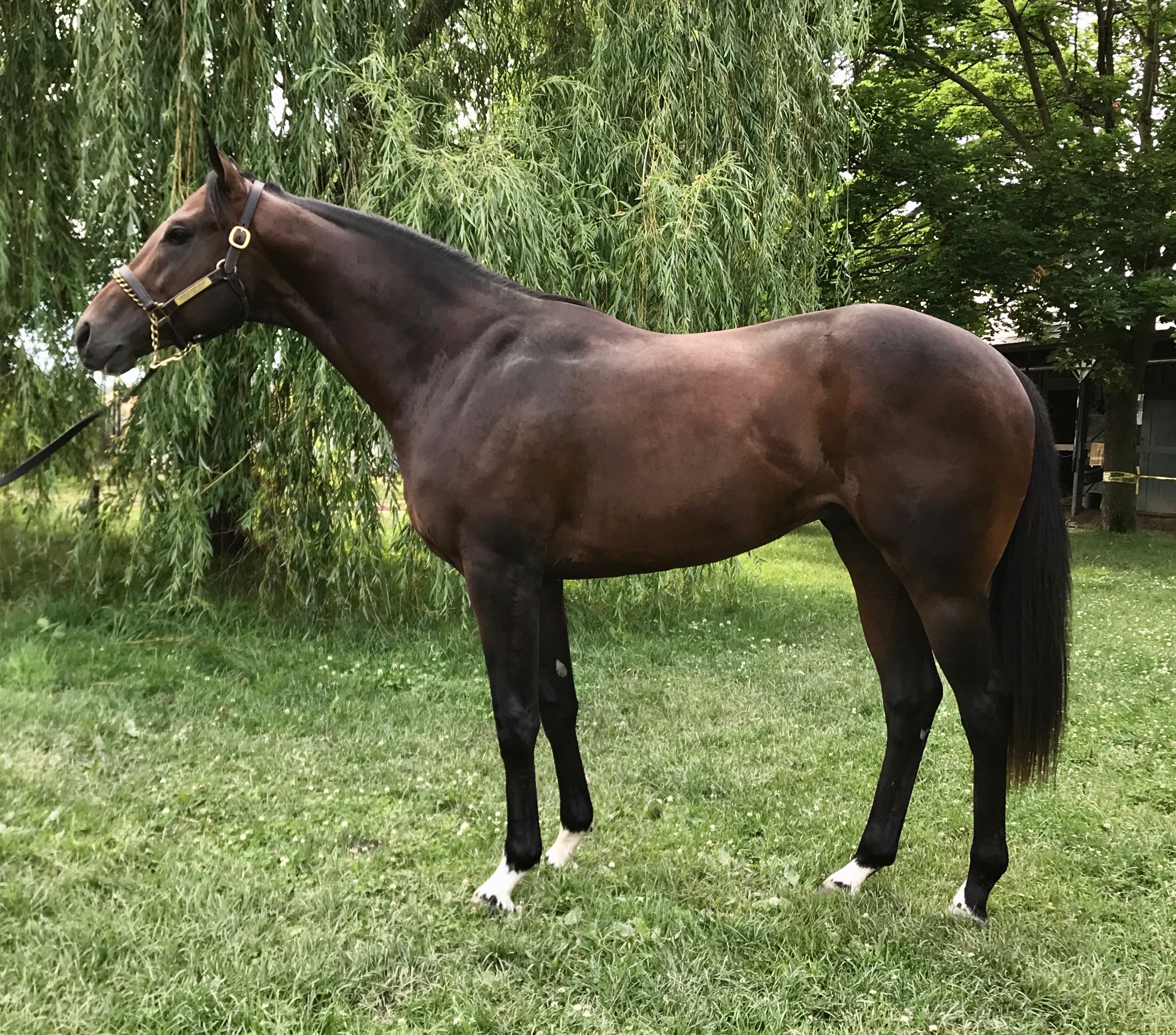 Q F Seventy Five West Point Thoroughbreds