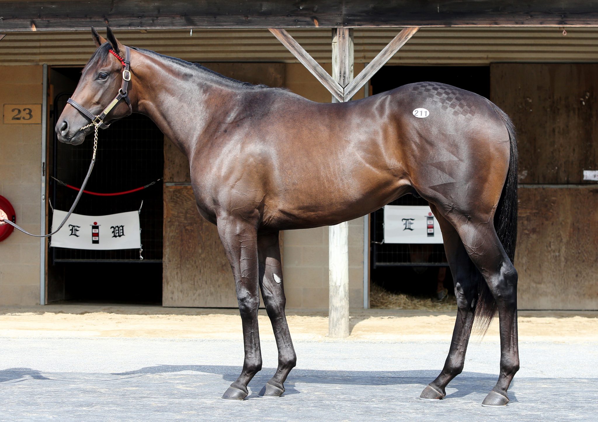 Quality Road Colt West Point Thoroughbreds