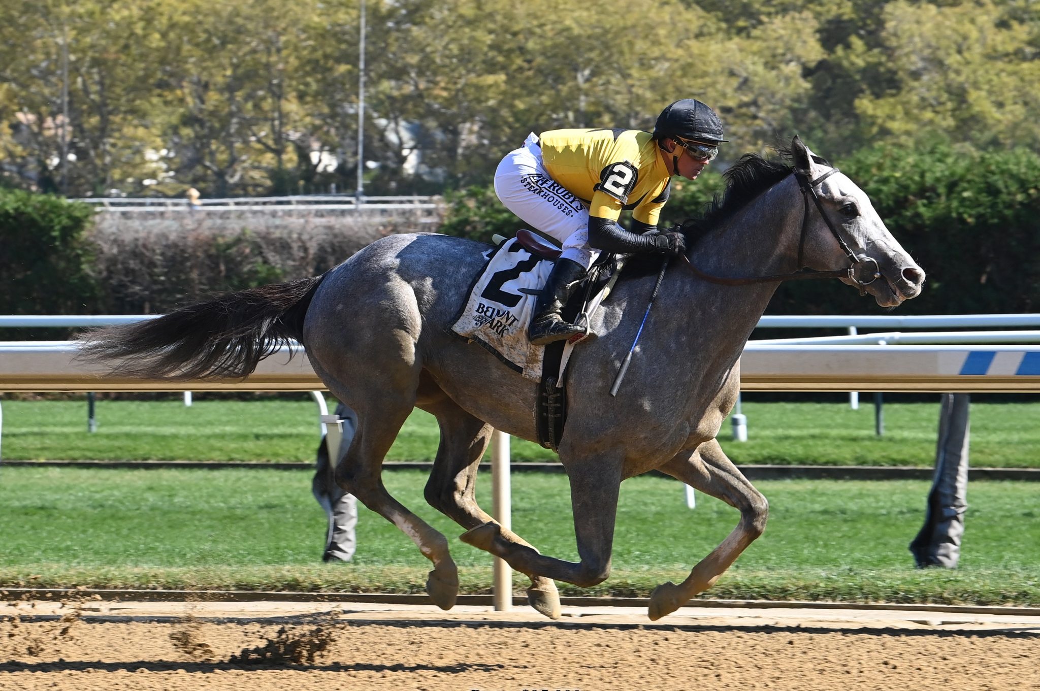 Signator Archives - West Point Thoroughbreds