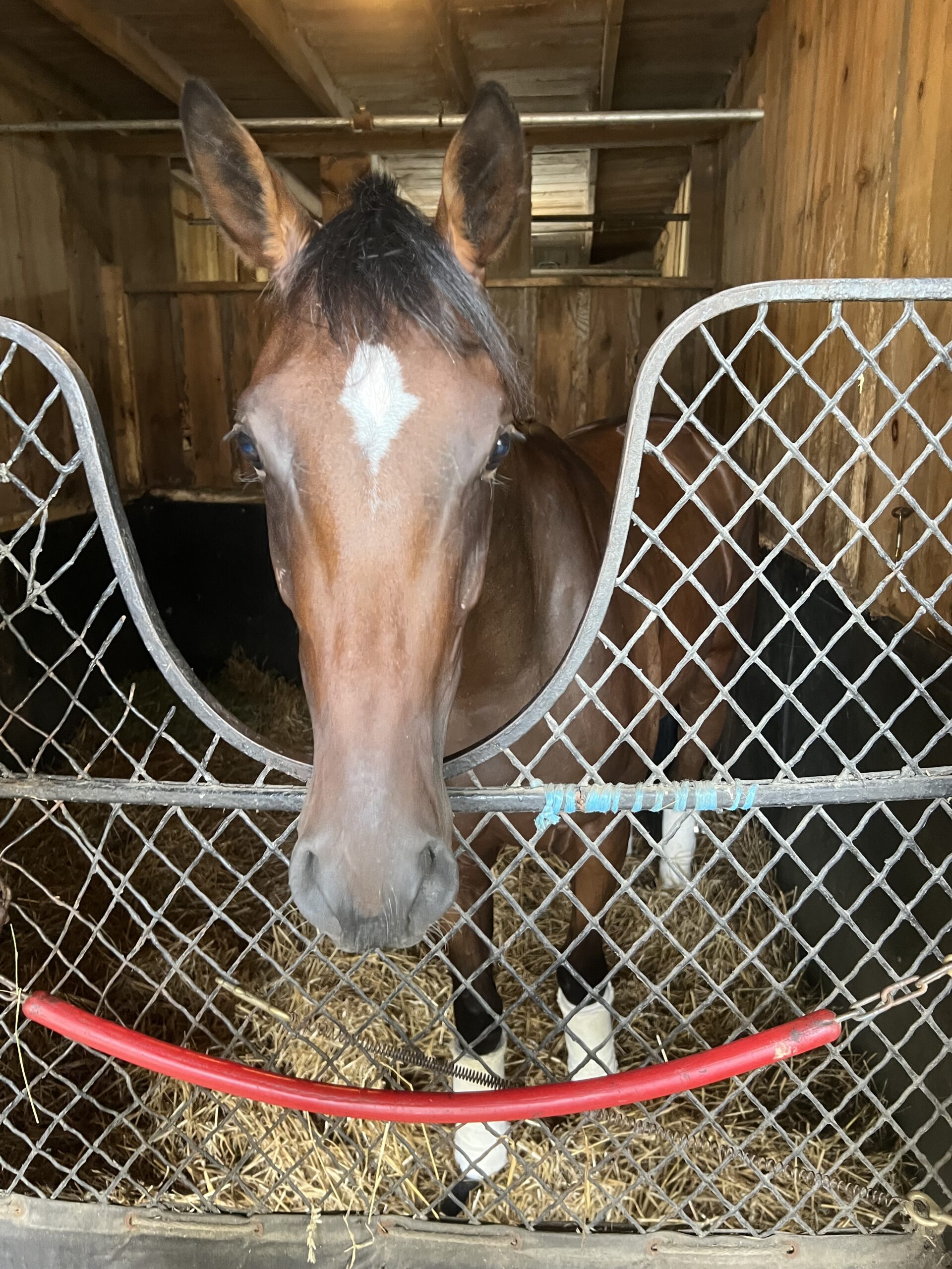 Tiz the Lady - West Point Thoroughbreds