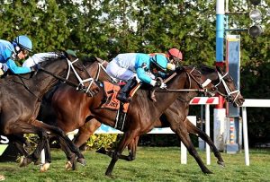 She’s Country So Game in Stakes Win at Aqueduct
