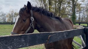 Sorcerer’s Silver Settles Into New Home at a Kentucky Farm