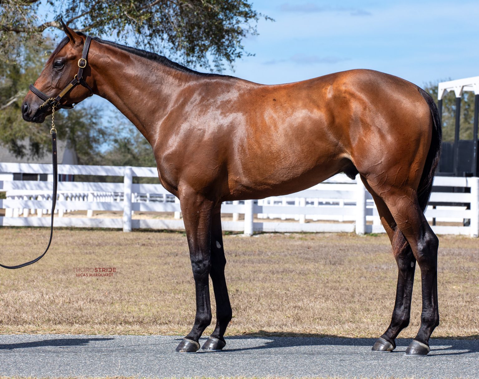Nyquist Colt - West Point Thoroughbreds