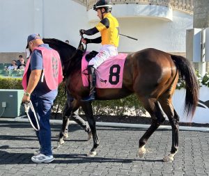 Intricate Spirit Favored Back in New York for Paradise Creek
