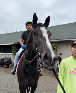 Countdown to Kentucky Oaks Tonight with Counting Stars